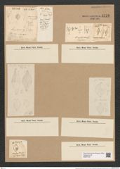 Rhaphoneis amphiceras Ehr. (de-Toni-Nr.: Genus 78, Species 2811) Zeichnungen Sammlung Grunow Nr. 5772 (NHMW-BOT-W0374167)